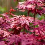 Roter Fächerahorn / Acer palmatum Atropurpureum