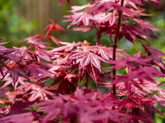 Roter Fächerahorn / Acer palmatum Atropurpureum