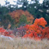 Herbstfärbung Perückenstrauch