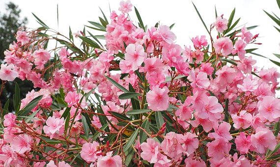 Oleander