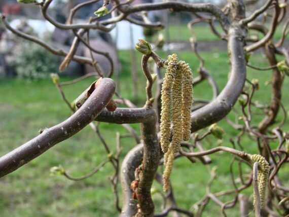 Corylus avellana Contorta / Korkenzieherhasel