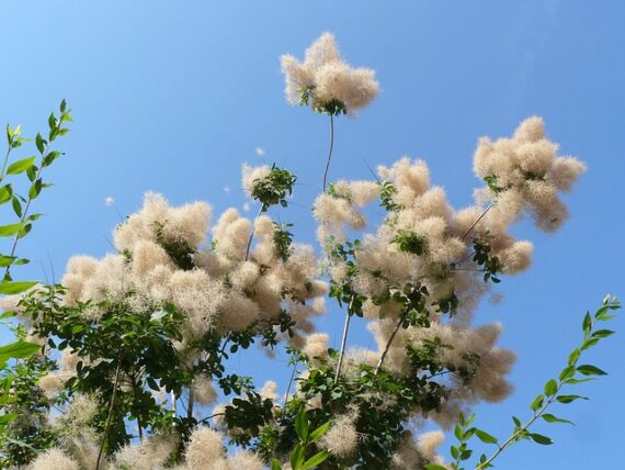 Cotinus coggygria 'Young Lady' / Perückenstrauch