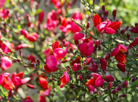 Cytisus scoparius Boskoop Ruby / Ginster / Geissklee