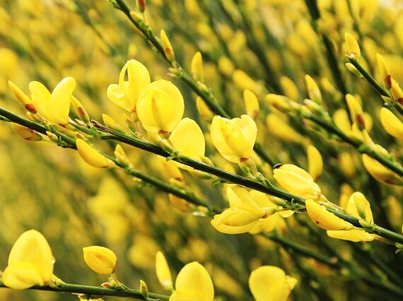 Cytisus scoparius / Besenginster