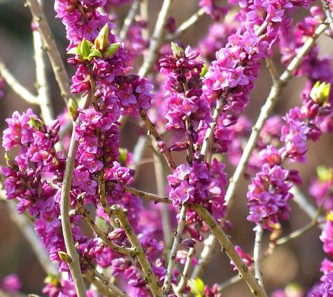 Daphne mezereum / Seidelbast