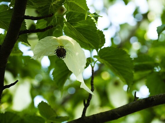 Davidia involucrata, Taubenbaum