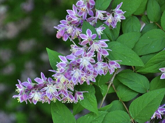 Deutzia hybrida Tourbillon Rouge / Rosa Sternchenstrauch Tourbillon Rouge