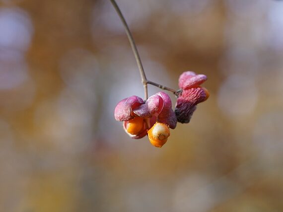 Euonymus planipes / Grossfrüchtiges Pfaffenhütchen