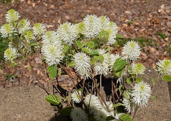 Fothergilla gardenii Federbuschstrauch