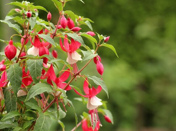 Fuchsia 'Madame Cornelissen' / Fuchsie Madame Cornelissen