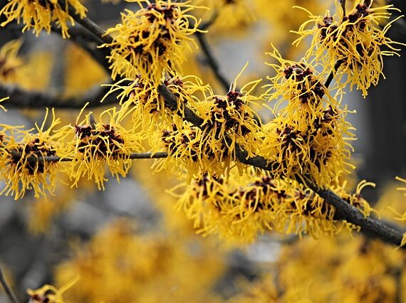 Hamamelis intermedia Aphrodite / Zaubernuss Aphrodite