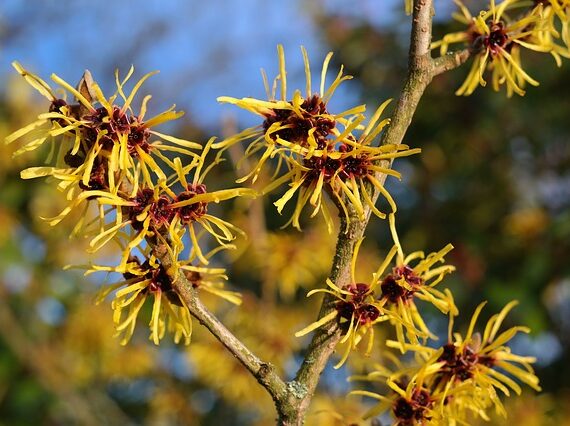 Hamamelis intermedia Westerstede Zaubernuss Westerstede