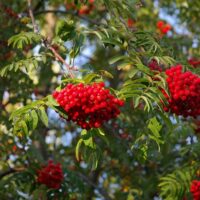 Sorbus aucuparia / Vogelbeere / Eberesche