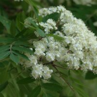 Sorbus aucuparia / Vogelbeere / Eberesche