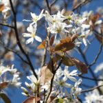 Amelanchier laevis / Kahle Felsenbirne