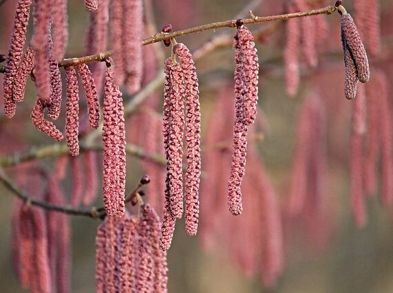 Corylus avellana Red Majestic / Rotblättriger Korkenzieherhasel