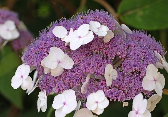 Hydrangea aspera sargentiana / Samthortensie