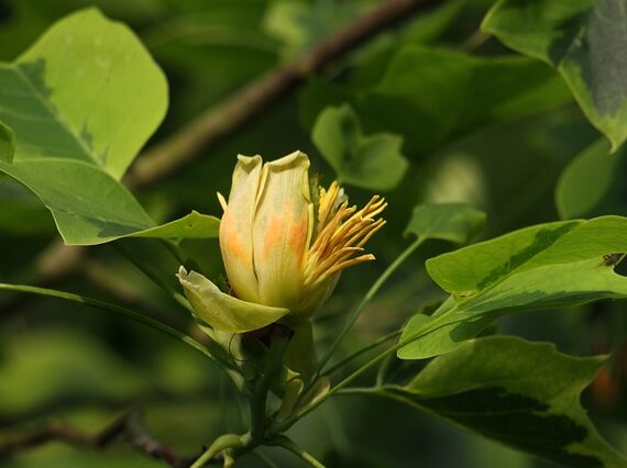 Tulpenbaum / Liriodendron tulipifera