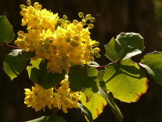 Mahonia aquifolium / Gemeine Mahonie