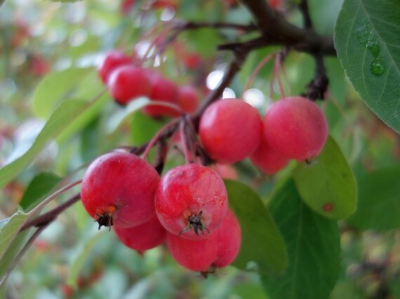 Malus Evereste / Zierapfel Evereste