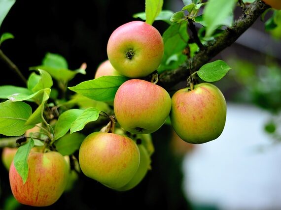 Malus Goldparmäne / Apfel Goldparmäne