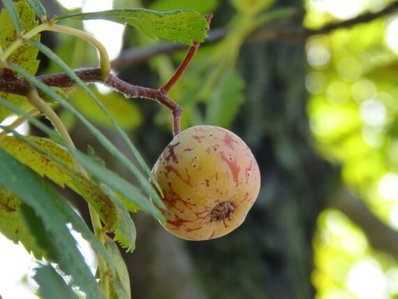 Mispel / Mespilus germanica