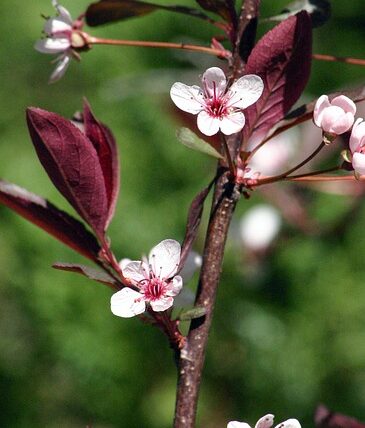 Prunus cistena / Zwergblutpflaume