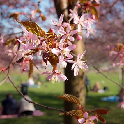 Prunus sargentii / Sargents Kirsche / Bergkirsche