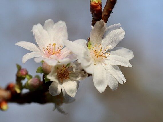 Prunus subhirtella Autumnalis Rosea / Winterkirsche Autumnalis Rosea