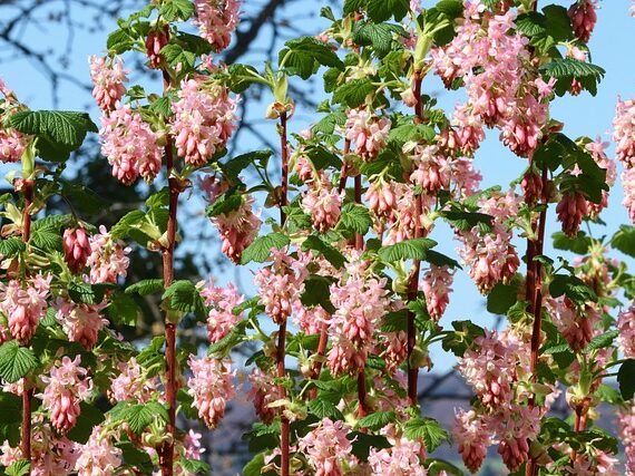 Ribes sanguineum Pulborough Scarlet / Blutjohannisbeere