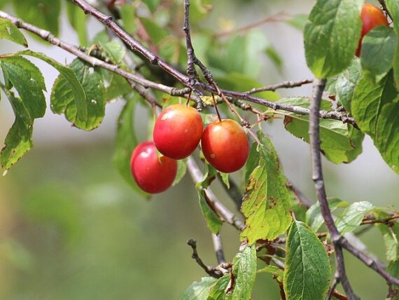 Prunus Grosse Prinzessinkirsche / Süßkirsche / Grosse Prinzessinkirsche