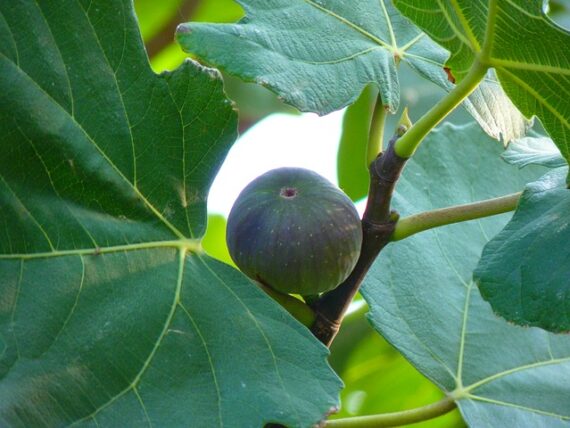 Feige / Ficus carica