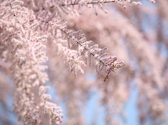 Frühlingstamariske / Tamarix parviflora