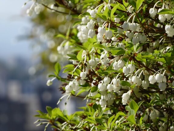 Enkianthus perulatus / Prachtglocke