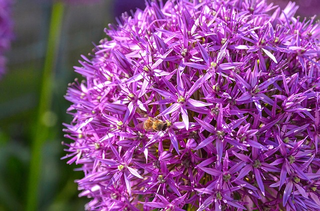 allium giganteum rosa