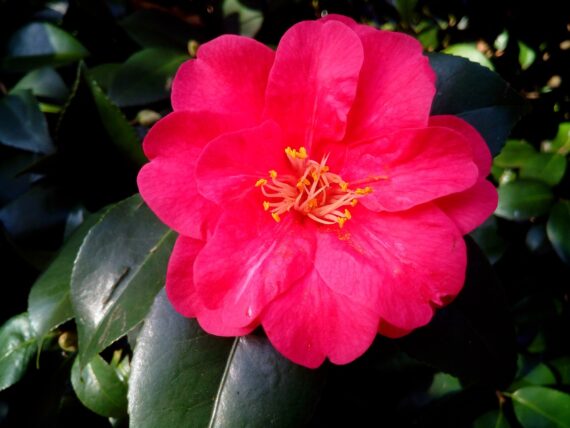 Kamelie ,Camellia japonica