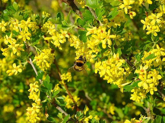 Goldjohannisbeere / Ribes odoratum