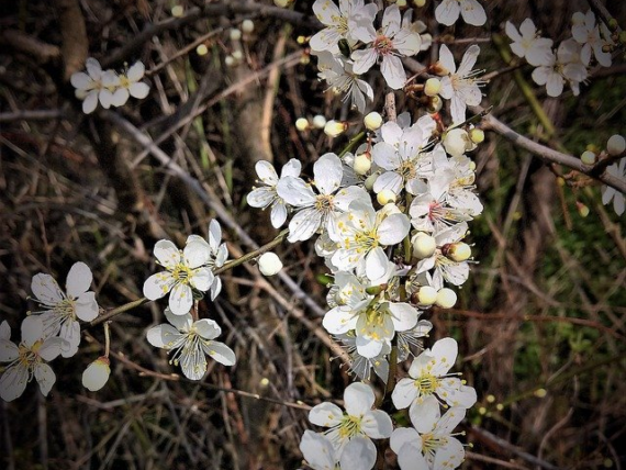 Prunus mahaleb . Steinweichsel