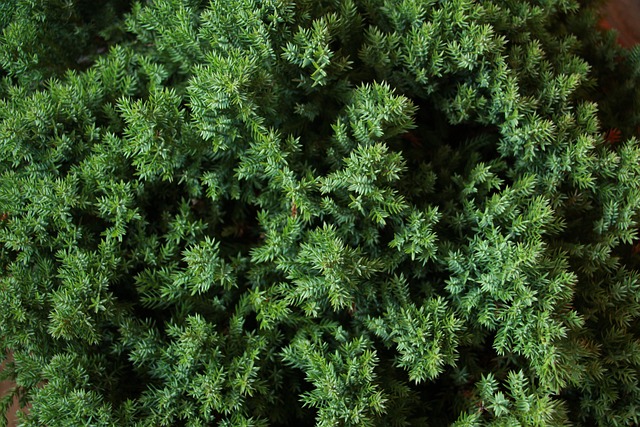 Juniperus Procumbens Nana, KriechWacholder, Zwergwacholder