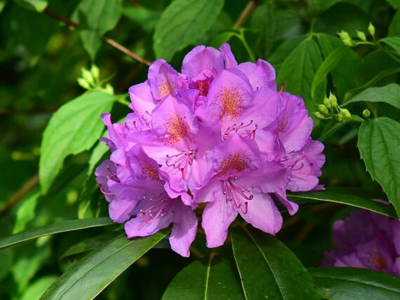 Rhododendron Hybr Kokardia / Rhododendron Kokardia