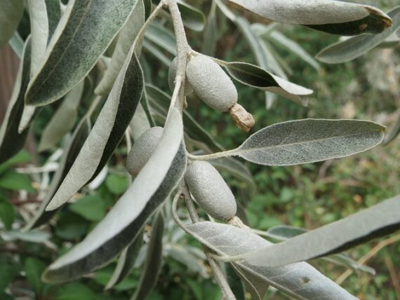 Elaeagnus angustifolia / Ölweide